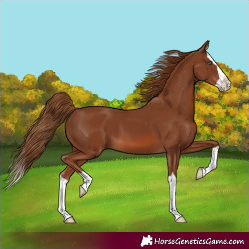 Horse Color:Chestnut Splash
