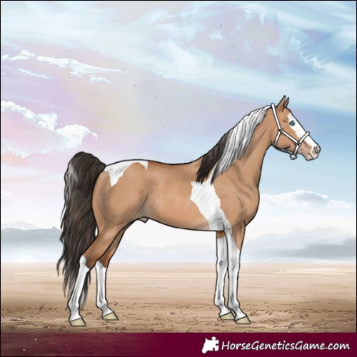 Horse Color:Bay Dun Splash Tobiano 
