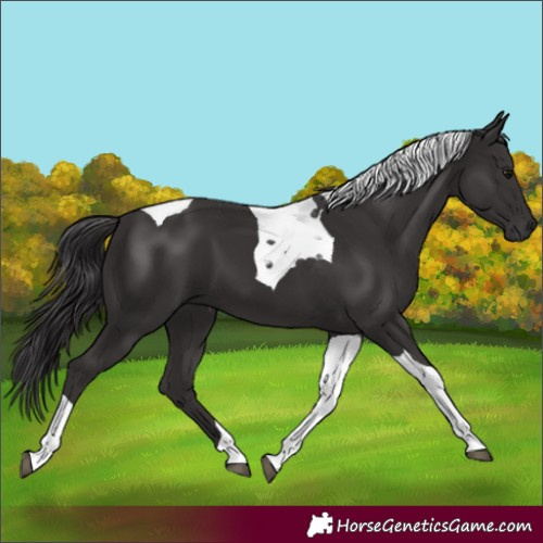 Horse Color:Smoky Black Tobiano 
