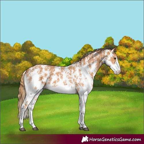 Horse Color:Chestnut Sabino 