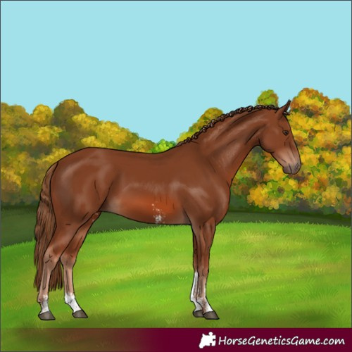 Horse Color:Chestnut Sabino