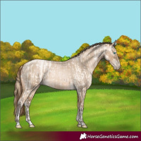Horse Color:Buckskin Roan Pearl and Gray Buckskin Roan Pearl
