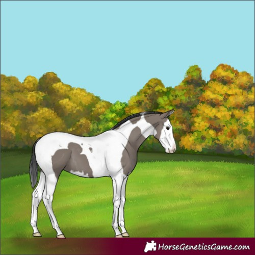 Horse Color:Grullo Splash Tobiano 