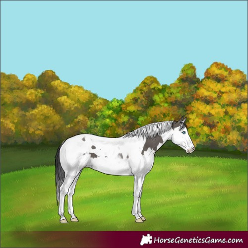 Horse Color:Grullo Splash Tobiano 