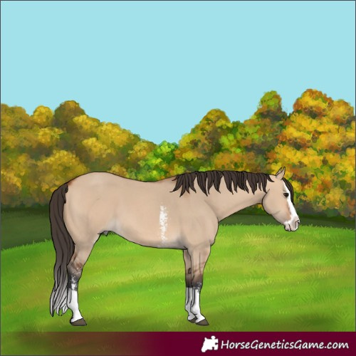 Horse Color:Bay Dun Sabino Splash 