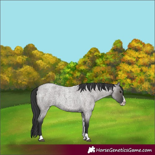 Horse Color:Grullo Roan Splash Tobiano