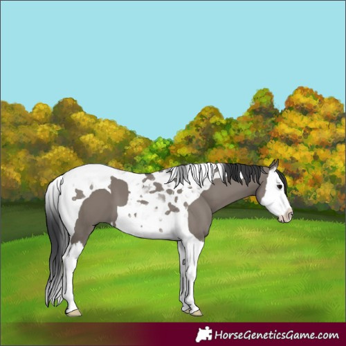 Horse Color:Grullo Splash Tobiano
