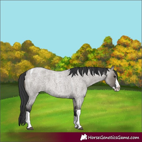 Horse Color:Grullo Roan Splash Tobiano