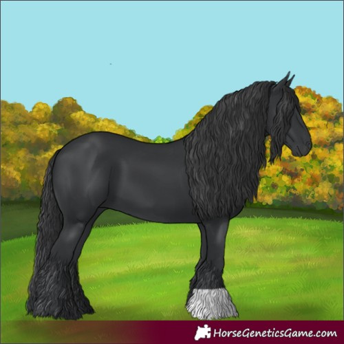 Horse Color:Black 