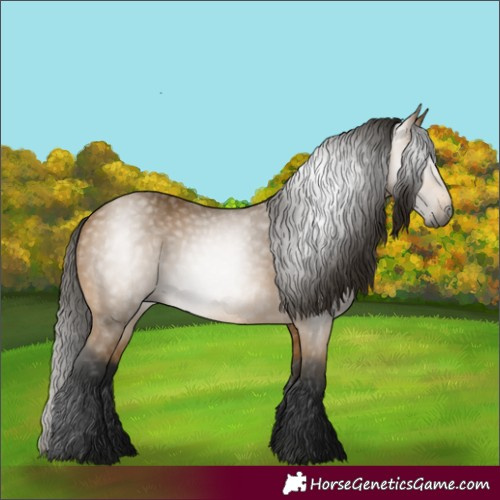 Horse Color:Gray Buckskin 