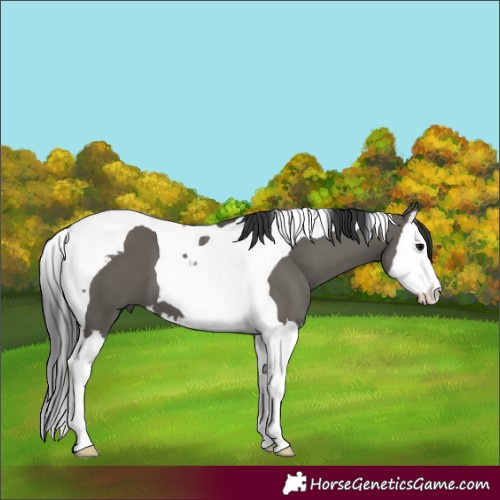 Horse Color:Grullo Splash Tobiano
