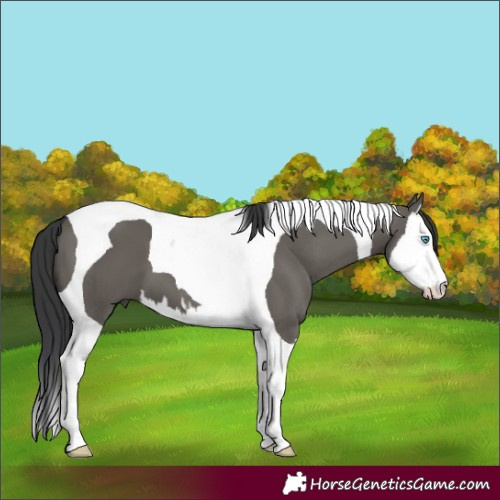Horse Color:Grullo Splash Tobiano 