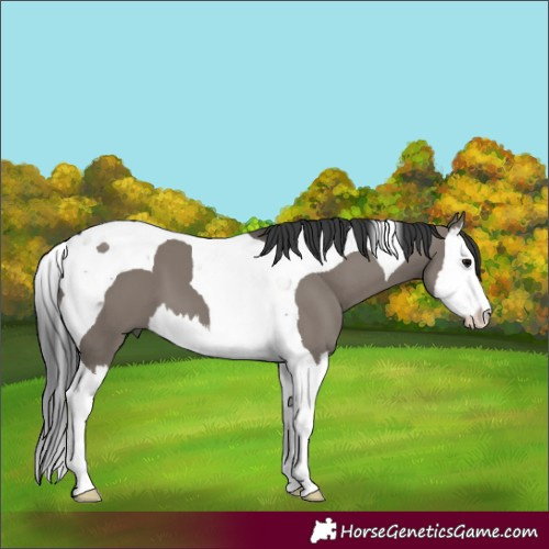 Horse Color:Grullo Splash Tobiano