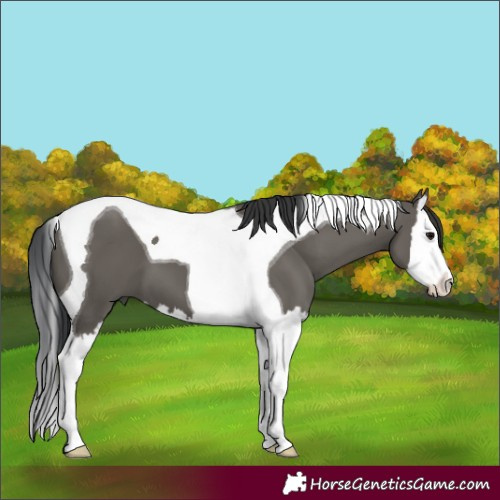 Horse Color:Grullo Splash Tobiano 