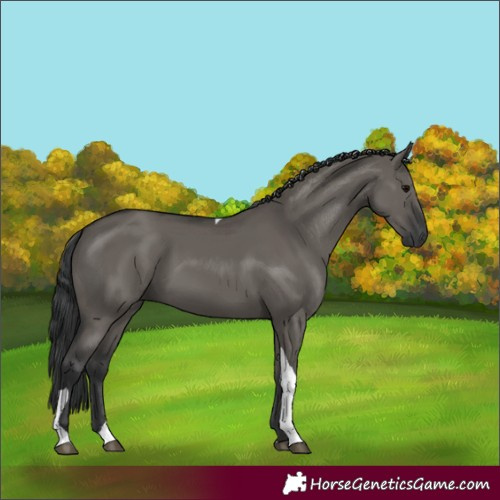 Horse Color:Grullo Tobiano