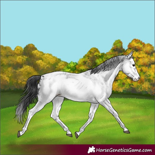 Horse Color:White Spotted Blue Roan Splash Frame Appaloosa