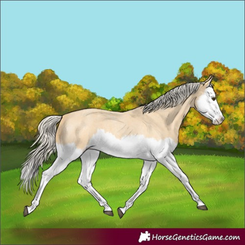 Horse Color:Palomino Roan Splash