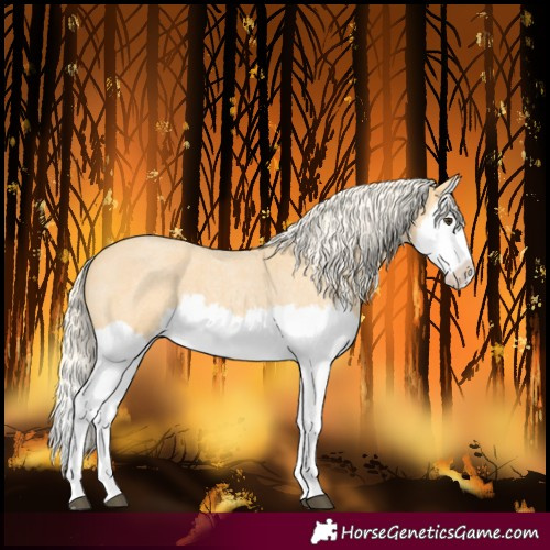 Horse Color:Palomino Roan Splash