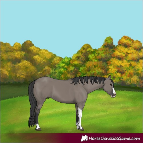 Horse Color:Grullo Splash Tobiano 