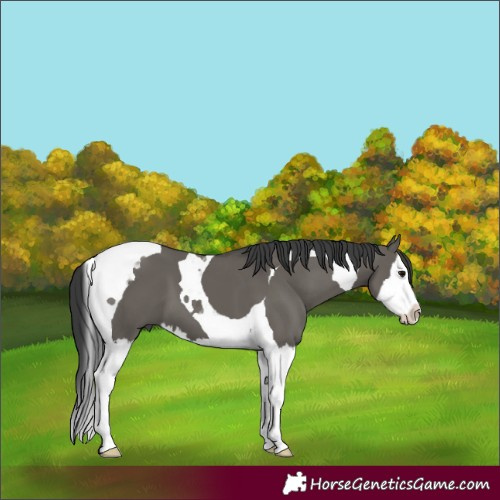 Horse Color:Grullo Splash Tobiano 