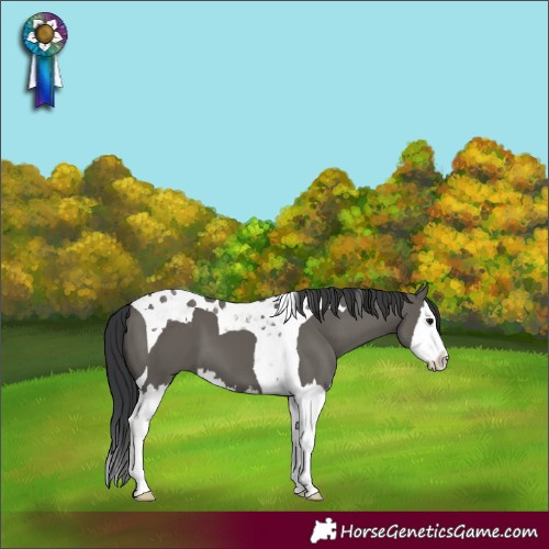 Horse Color:Grullo Splash Tobiano 