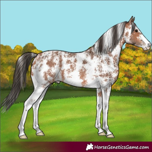 Horse Color:Bay Sabino