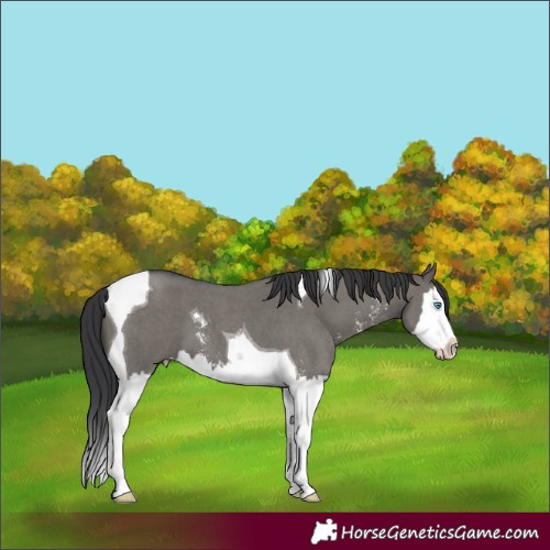 Horse Color:Grullo Sabino Splash Tobiano
