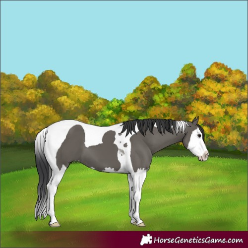 Horse Color:Grullo Splash Tobiano 