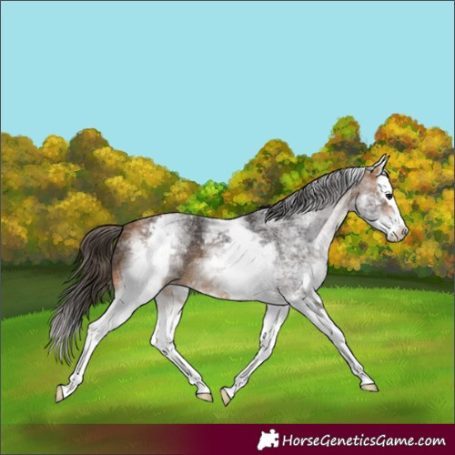 Horse Color:White Spotted Buckskin Splash 