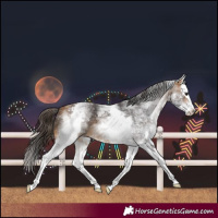 Horse Color:White Spotted Buckskin Splash