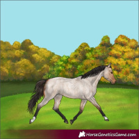 Horse Color:Bay Roan Dun 