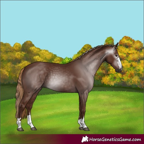 Horse Color:Gray Chestnut