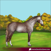 Horse Color:Gray Chestnut