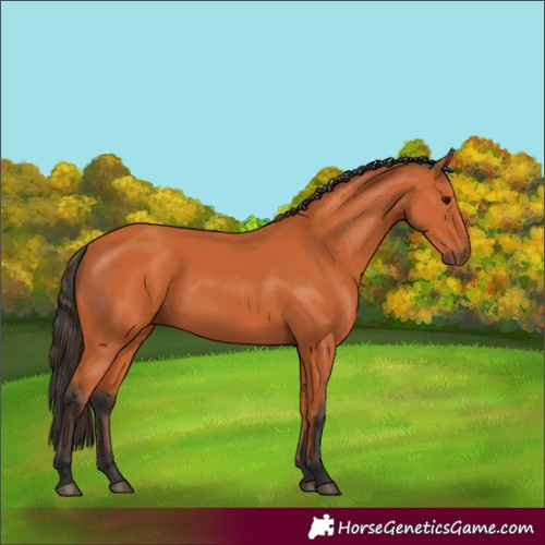 Horse Color:Bay 