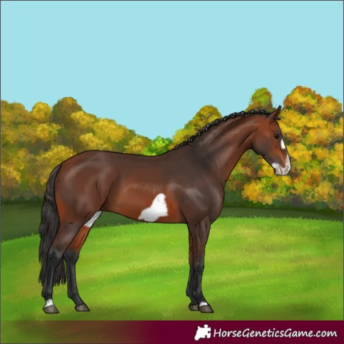 Horse Color:Bay Frame 