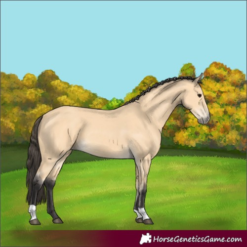 Horse Color:Buckskin