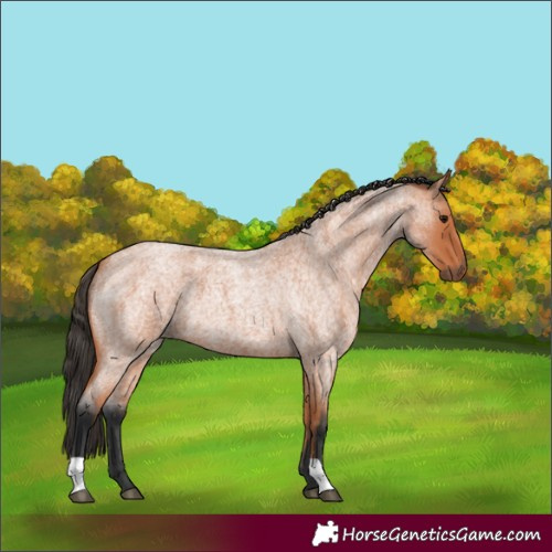Horse Color:Bay Roan