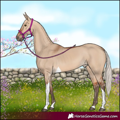 Horse Color:Silver Bay Dun Tobiano 