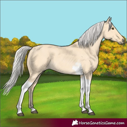 Horse Color:Silver Buckskin Dun Tobiano