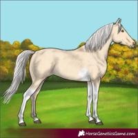 Horse Color:Silver Buckskin Dun Tobiano