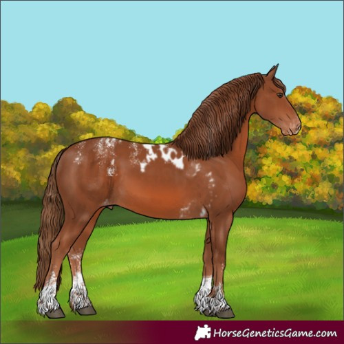 Horse Color:Powder White Chestnut Tobiano Skewed Appaloosa Rabicano