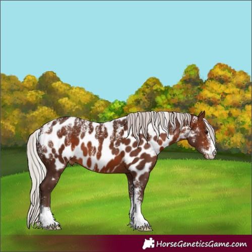 Horse Color:Powder White Silver Bay Appaloosa 