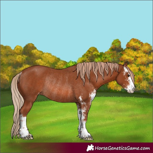Horse Color:Chestnut Sabino Varnish Rabicano