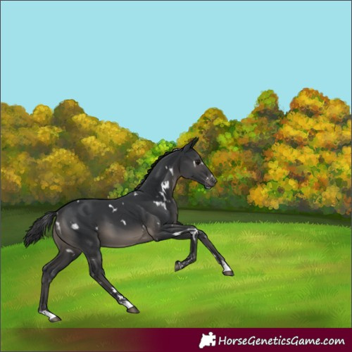 Horse Color:White Spotted Black 
