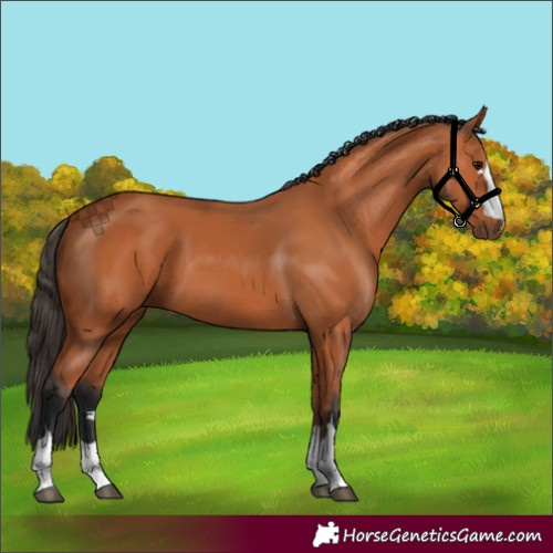 Horse Color:Bay 