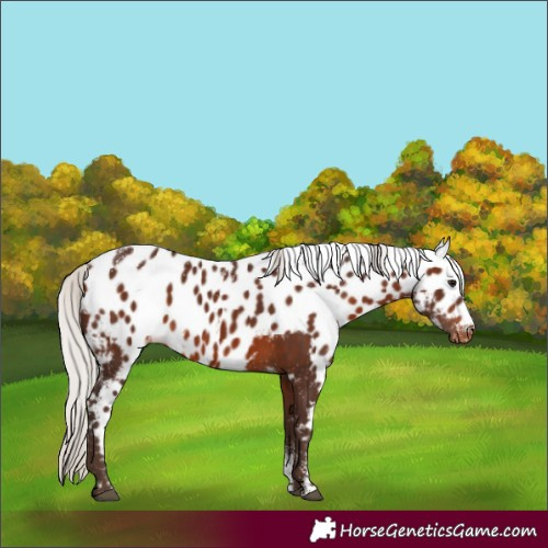 Horse Color:Powder White Silver Brown Skewed Appaloosa Rabicano 