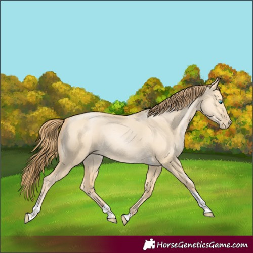 Horse Color:Buckskin Pearl Dun Tobiano 