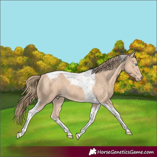 Horse Color:Perlino Tobiano 