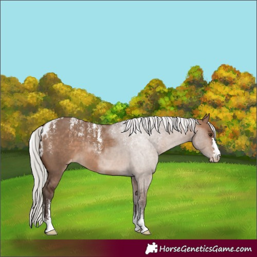 Horse Color:Powder White Silver Brown Dun Skewed Appaloosa Rabicano 