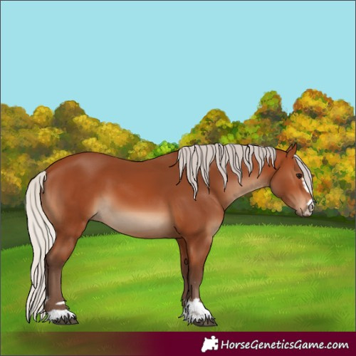 Horse Color:Silver Bay 
